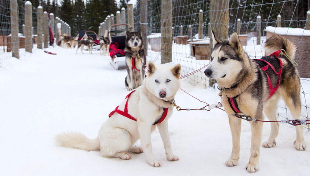 Passeio de trenó de huskies - Foto 4