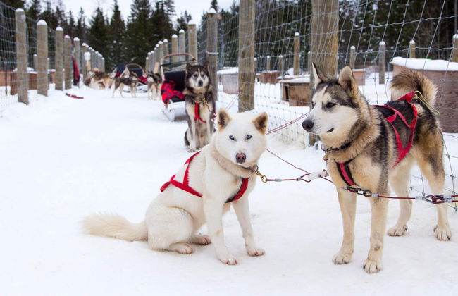 Passeio de trenó de huskies - Foto 4