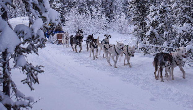Passeio de trenó de huskies - Foto 2