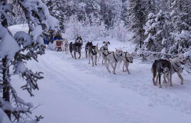 Passeio de trenó de huskies - Foto 2
