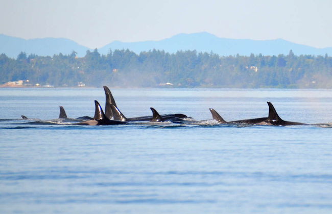 Avistamento de baleias de lancha - Foto 5