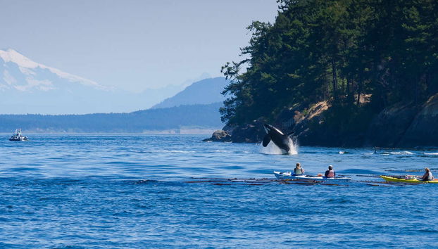 Avvistamento di balene al tramonto a Victoria - Foto 4