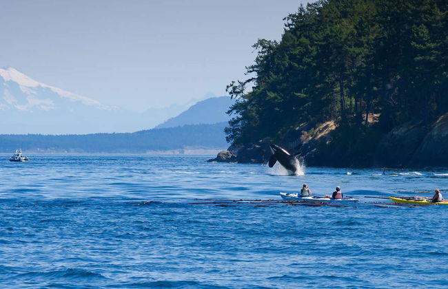 Avistamento de baleias de lancha - Foto 6