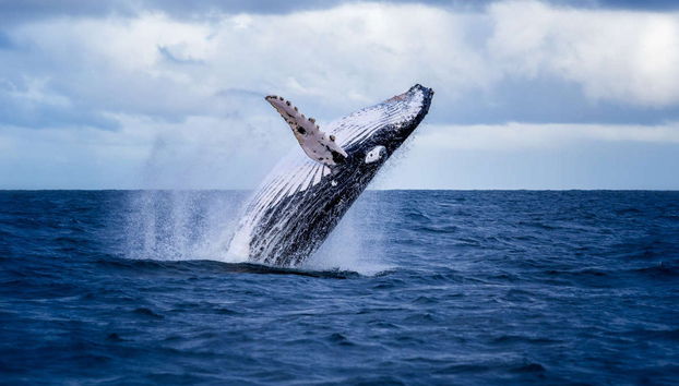 Whale Watching Speedboat Trip - Foto 4