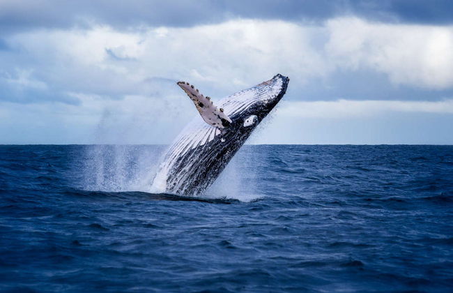 Avistamento de baleias de lancha - Foto 4