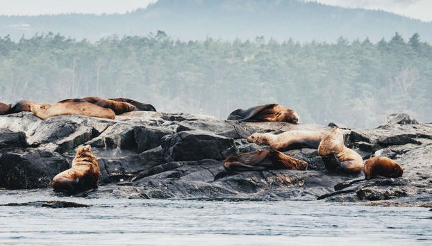 Avvistamento di balene al tramonto a Victoria - Foto 5