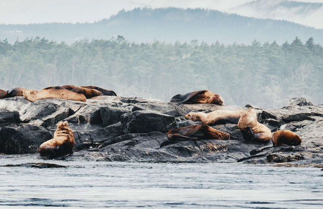 Avistamento de baleias de lancha - Foto 3