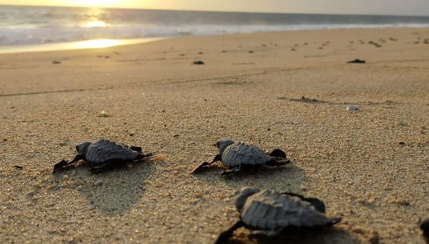 Bird & Crocodile Watching & Sea Turtle Release - Foto 2
