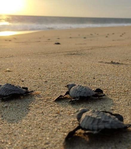 Foto de Avistamiento de aves y cocodrilos + Liberación de tortugas