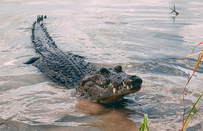 Bird & Crocodile Watching & Sea Turtle Release - Foto 1