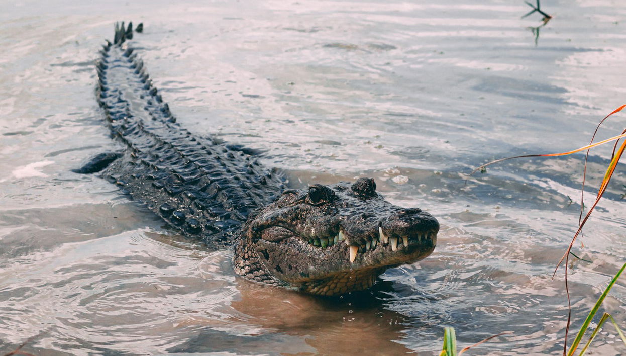 Bird & Crocodile Watching & Sea Turtle Release - Foto 1