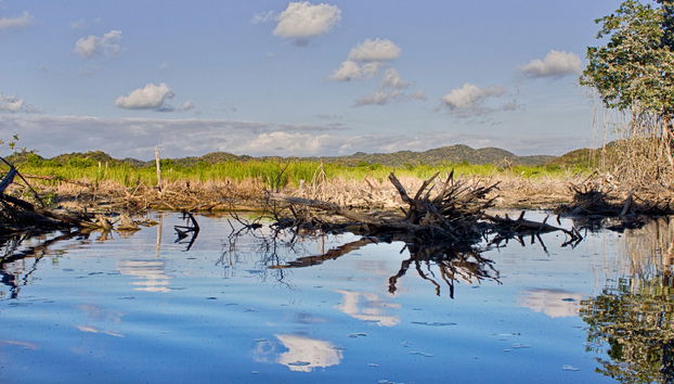 Bird & Crocodile Watching & Sea Turtle Release - Foto 5