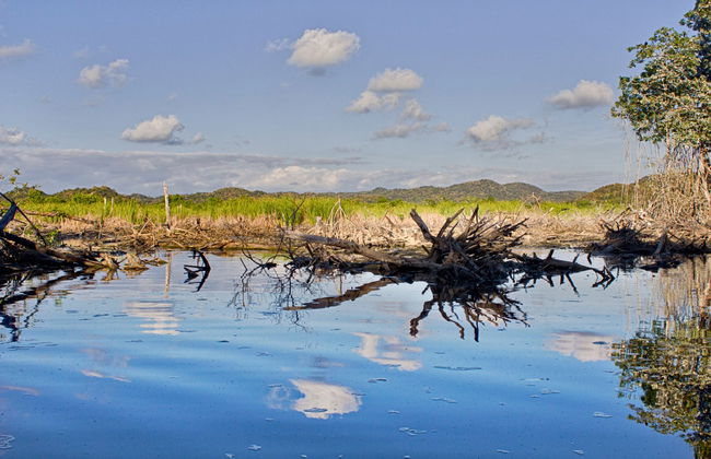 Bird & Crocodile Watching & Sea Turtle Release - Foto 5