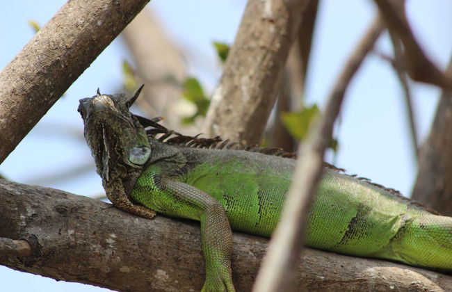 Avistamiento de aves y cocodrilos + Liberación de tortugas - Foto 2