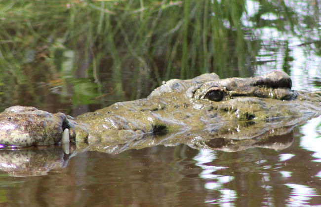 Avistamiento de aves y cocodrilos + Liberación de tortugas - Foto 5