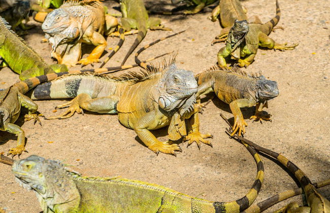 Roatán ATV Tour - Foto 5