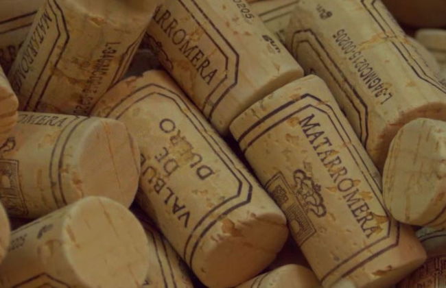 Cata de vino, queso y aceite en la Bodega Matarromera - Foto 4