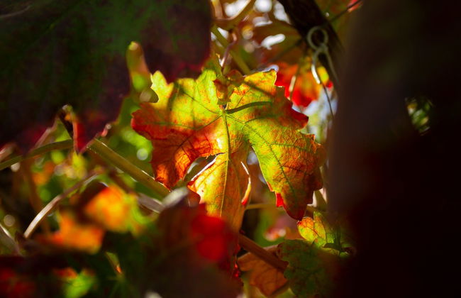 Cata de vino, queso y aceite en la Bodega Matarromera - Photo 7