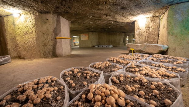 Mushroom Museum Ticket - Photo 3