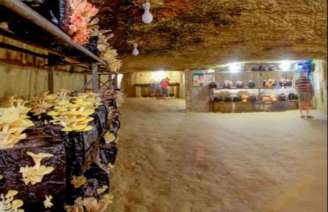 Mushroom Museum Ticket - Photo 1