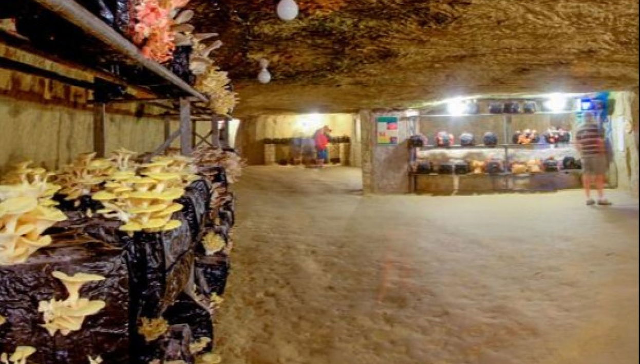 Mushroom Museum Ticket - Photo 1