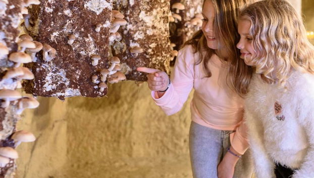 Mushroom Museum Ticket - Photo 5