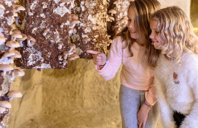 Mushroom Museum Ticket - Photo 5