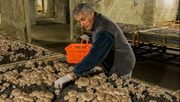 Mushroom Museum Ticket - Photo 4