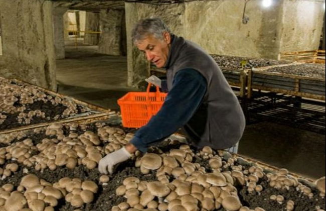 Mushroom Museum Ticket - Photo 4