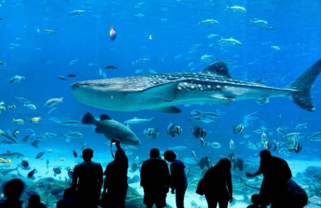 Entrada al Acuario Inbursa + Transporte - Foto 4