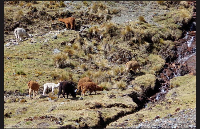Inca Jungle 3 or 4 Day Trek - Foto 1