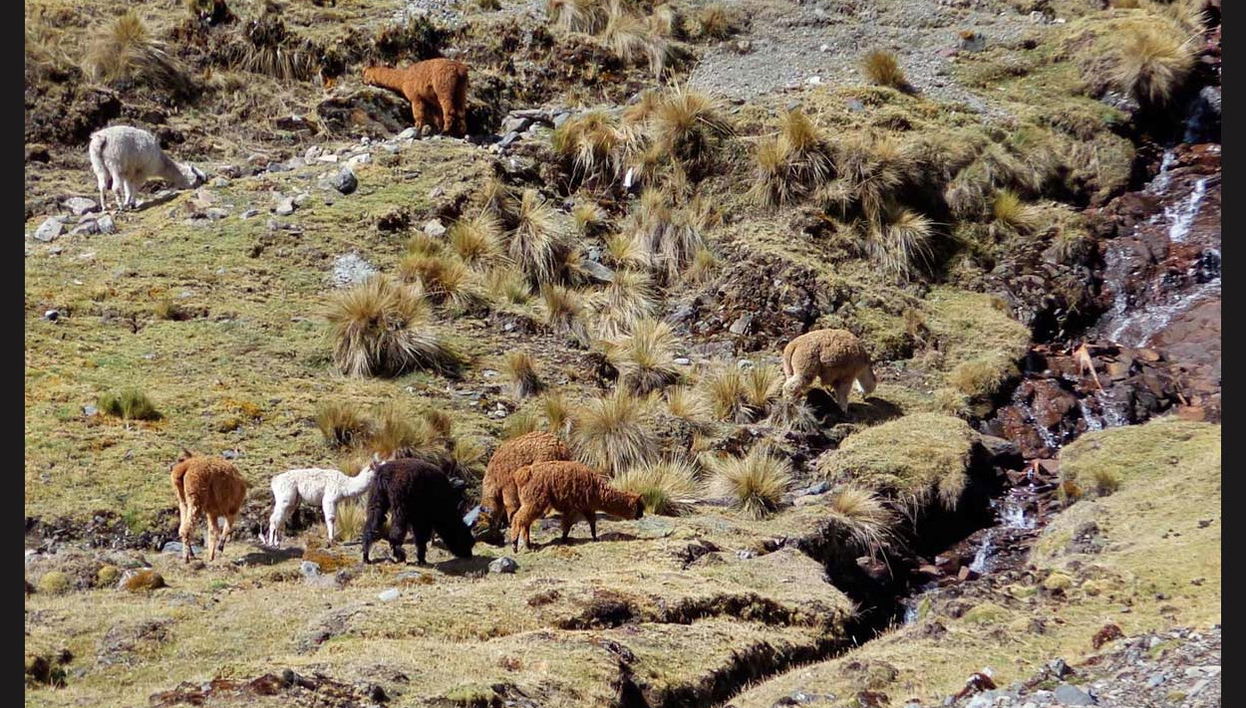 Inca Jungle 3 or 4 Day Trek - Foto 1