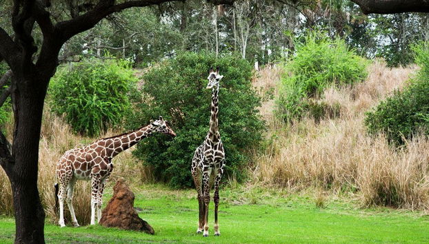 Excursión a Disney World Orlando - Foto 3