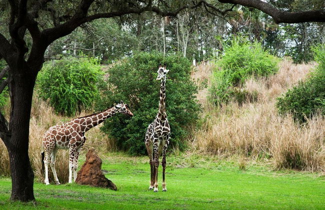 Disney World Orlando Trip - Photo 3