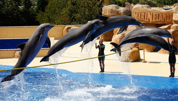 Billet pour Marineland Catalunya - Photo 3