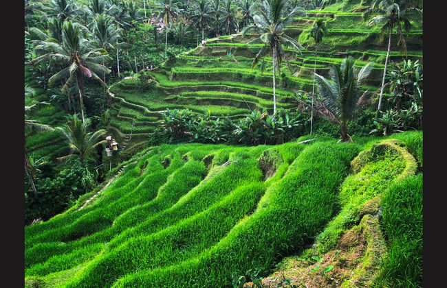 Visite privée culturelle de Batubulan à Kintamani - Photo 8