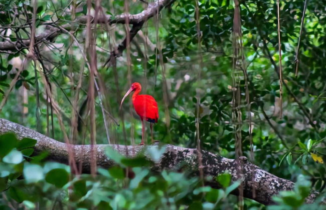 Tour por el santuario de aves Caroni - Foto 6
