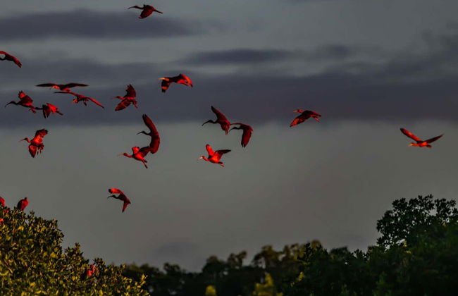 Tour por el santuario de aves Caroni - Foto 8