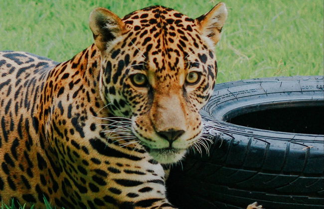 Visita guiada pelo Ecopark - Foto 1