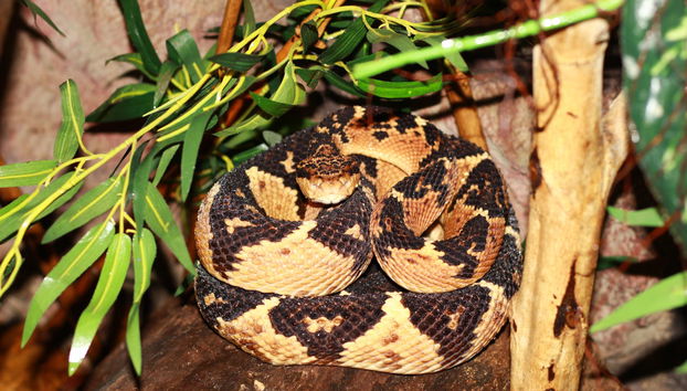 Visita guidata dell'Ecopark - Foto 4