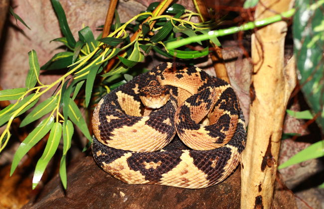 Visita guiada pelo Ecopark - Foto 4