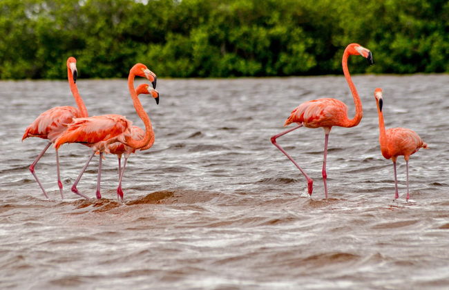 Avistamiento de aves en Río Lagartos - Foto 3