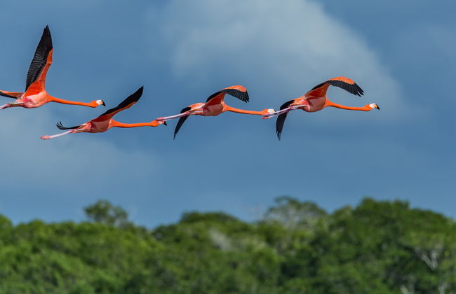 Avistamiento de aves en Río Lagartos - Foto 6