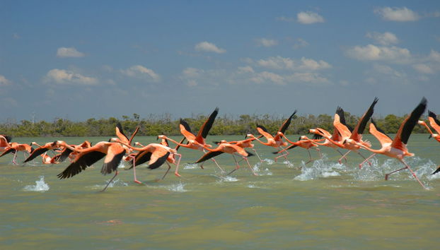 Birdwatching in Rio Lagartos - Photo 5