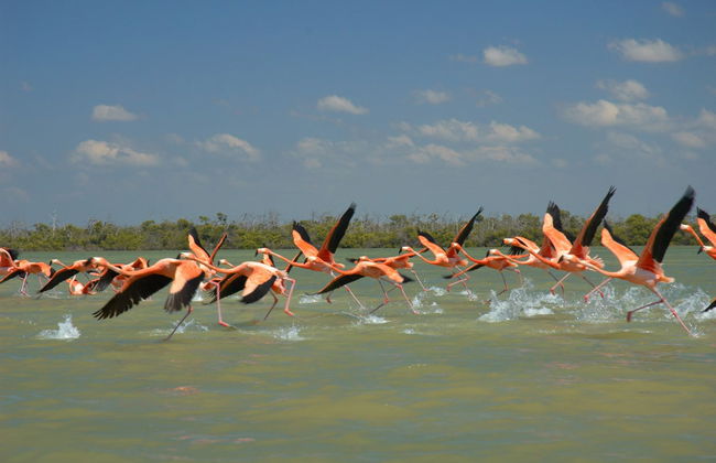 Observation des oiseaux à Rio Lagartos - Photo 5