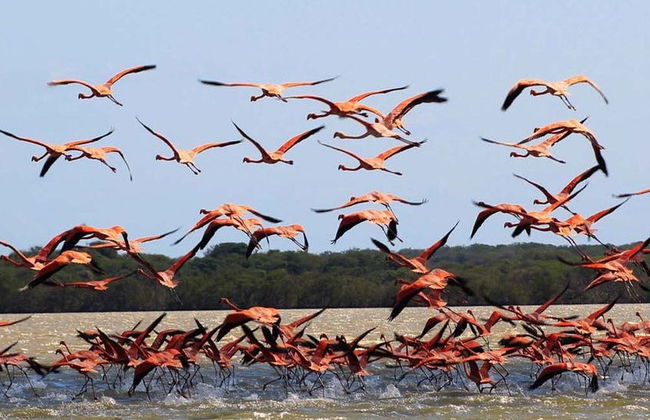 Tour de 2 días por Manaure y el Santuario Los Flamencos - Foto 10