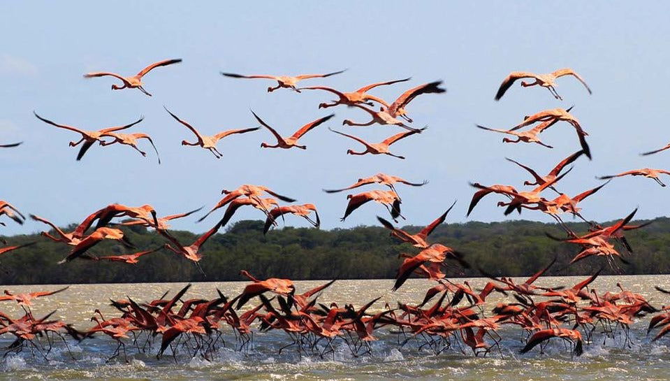 Tour di 2 giorni a Manaure e al Santuario Los Flamencos