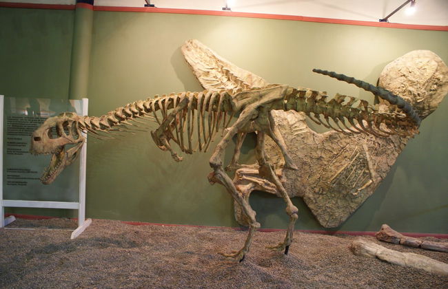 Escursione a Villa El Chocón + Museo Paleontologico - Foto 6