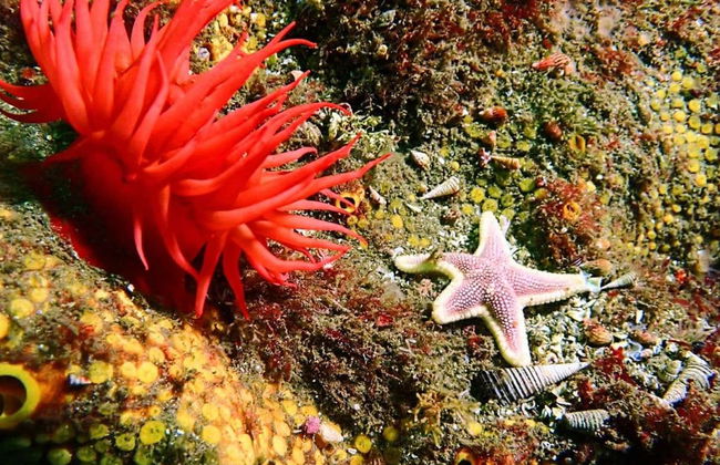 Tongoy Beginners Scuba Diving - Photo 5
