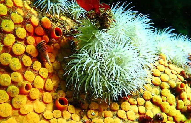 Tongoy Beginners Scuba Diving - Photo 4